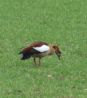 Nilgans.jpg
